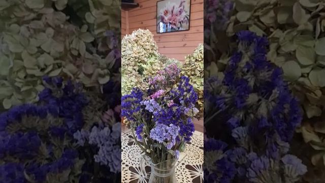статица, применяется в качестве сухоцвета смотреть онлайн