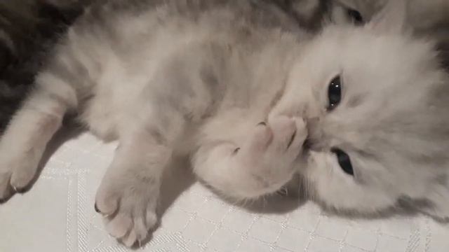 Утро,просыпаемся,умываемся.Малюсенький котик вылизывает свою лапку. ❤🌝🔥 смотреть онлайн