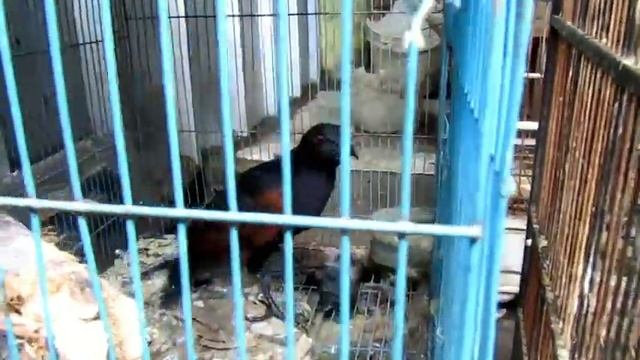 Suasana Pasar Hewan di Plered, Cirebon смотреть онлайн