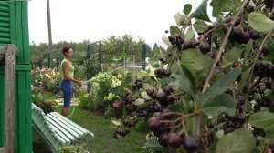 6 соток 12 августа 2023 года. Хроника.