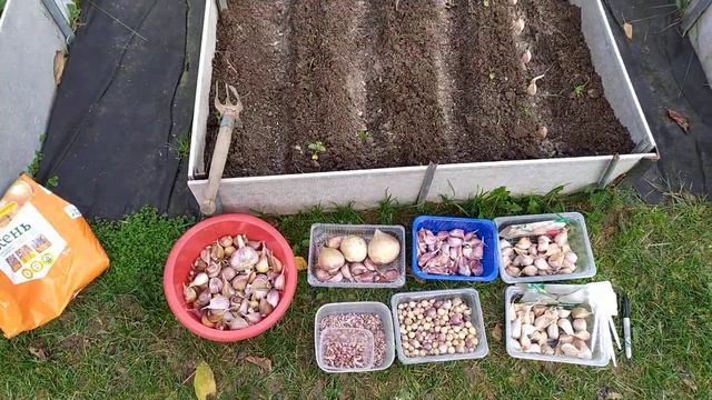 Сажаем чеснок! Рокамболь? смотреть онлайн