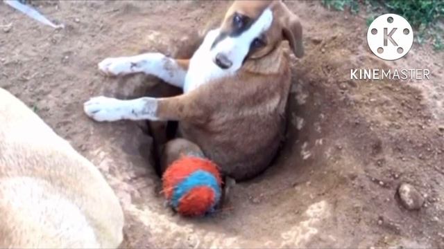 Собака неделями рыла яму, но никто не понимал зачем... причина поражает смотреть онлайн