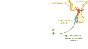 Эндокринная система кратко   основные железы и гормоны, физиология и анатомия