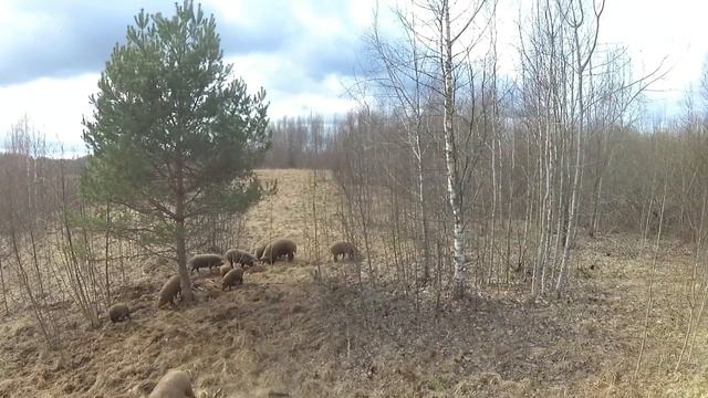 ИЗОЛЯЦИЯ. НА СКОЛЬКО НАС ХВАТИТ? ХУТОР ЗАГАЙКИ смотреть онлайн