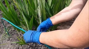 Опора для гладиолусов. Как подвязать гладиолусы.