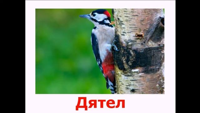 Презентация “Птицы“. Развивающее видео для детей. смотреть онлайн