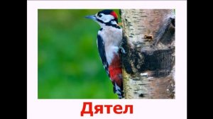 Презентация “Птицы“.  Развивающее видео для детей.