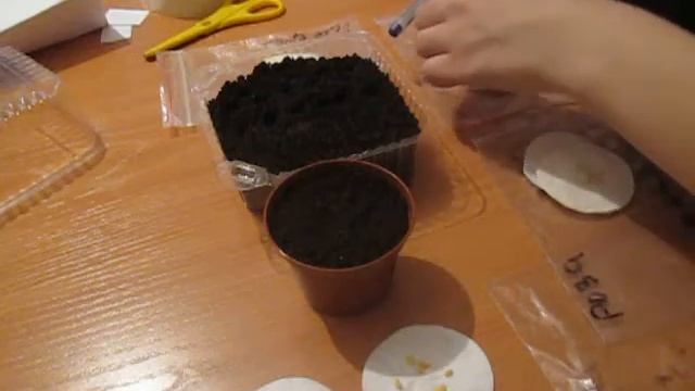 Розы семена смотреть онлайн