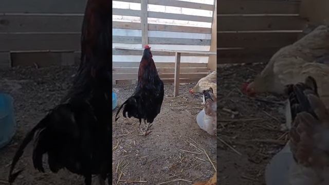 Петухи парода Амераукана Линия-Россия смотреть онлайн