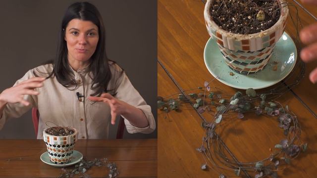 Ceropegia linearis subsp. woodii (String of Hearts) Houseplant Care—65 of 365 смотреть онлайн