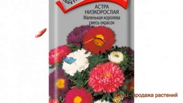 Астра низкорослая Маленькая королева ? обзор: как сажать, семена астры Маленькая королева смотреть онлайн