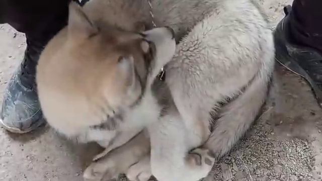 TOSHKENT YANGIOBOD BOZORIDAGI ITLAR NARXLARI смотреть онлайн