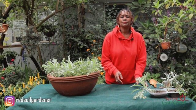 Arctotis / African Daisy - Simple propagation Tips and Plant Care. смотреть онлайн