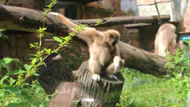 Белорукий гиббон. смотреть онлайн