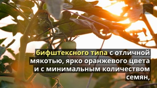 Сорта помидоров Голубая сойка, Копия, Оранжевый с фиолетовыми пятнами смотреть онлайн
