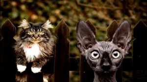 В какую партию, коллеги? / Кот Костян