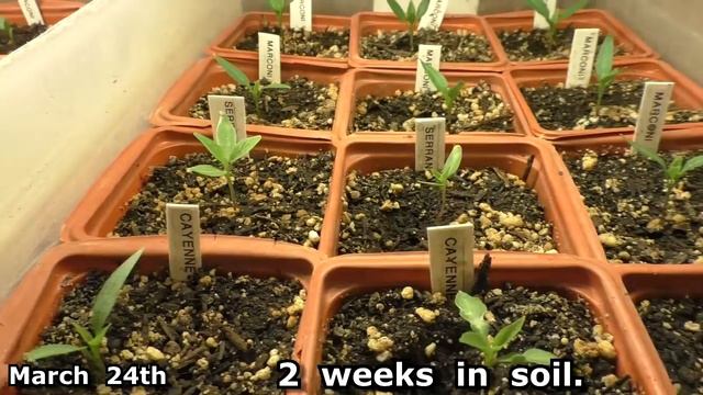 Container GARDEN How To Start Vegetable SEEDS Gardening Tomato Patio Deck Grow Best Varieties