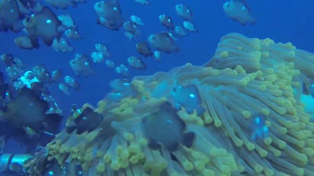 Dive Club Italiano - Anemone in Corrente 2 di 2 смотреть онлайн