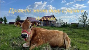 Хозяйственные дела! Обезроживаем тёлочку. Спасли ли павлиненка? И снова уборка!