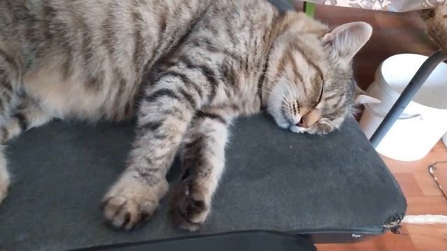 НЕ ГОРОДСКИЕ КОШКИ. ЖИЗНЬ В ДЕРЕВНЕ смотреть онлайн