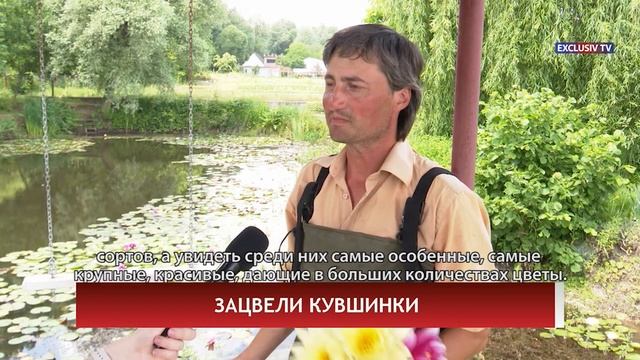 ЗАЦВЕЛИ КУВШИНКИ смотреть онлайн