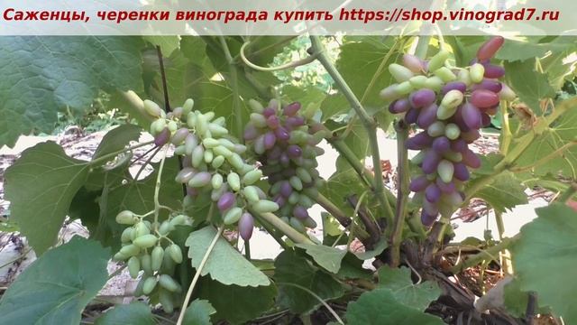 24 июля начало окрашивания Кишмиша Фейз сидлис. Кишмиш 1 класса бессемянности с ранним сроком смотреть онлайн
