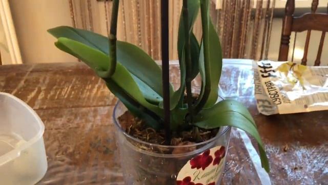 Орхидея CHUALAR , NARBONNE Пересадка и ее результат ? смотреть онлайн