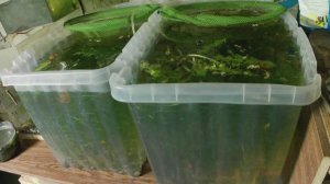 Чем кормить осетра. Выращивание живого корма на корм осетрам. Содержание осетров в домашних условиях