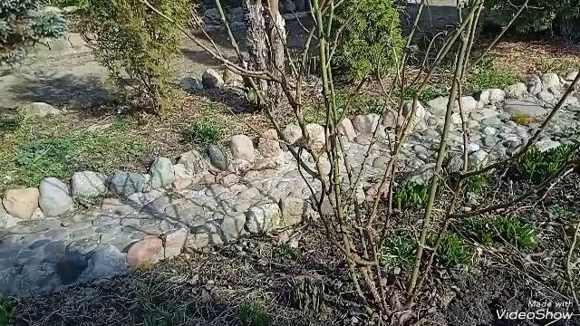 Окультуривание клумбы с розами. Обрезка роз смотреть онлайн