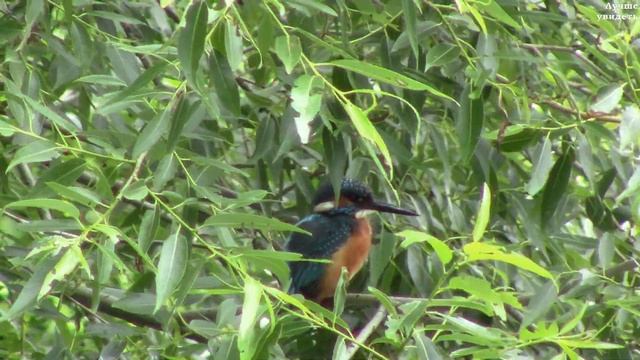 Зимородок на иве. Голос зимородка || kingfisher on a willow смотреть онлайн