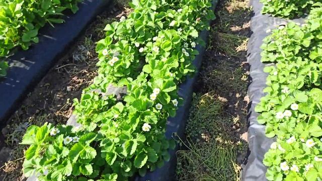 Как цветёт купчиха! смотреть онлайн