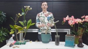 Плюмерия - секреты ухода и выращивания в домашних условиях. Проверенные способы  укоренения.