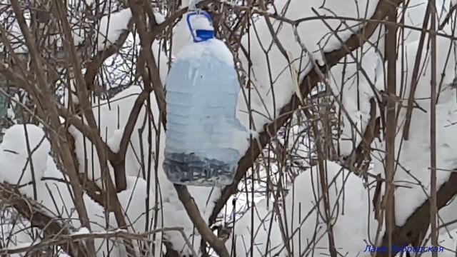 Синицы у кормушки смотреть онлайн