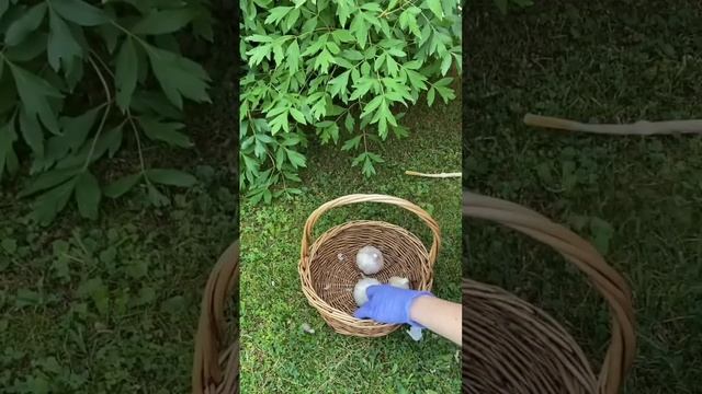 Лучший способ хранения чеснока смотреть онлайн