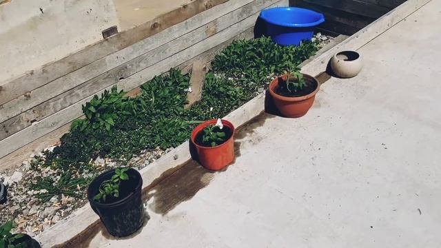 VLOG: ПОСАДИЛА ЦВЕТЫ/ ЖАРИМ МЯСО! ЦЕЛЫЙ ДЕНЬ НА УЛИЦЕ! смотреть онлайн