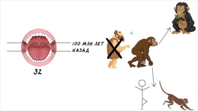 Зачем нужны зубы мудрости?