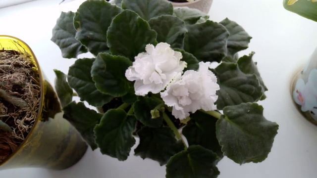 Орхидеи на южном окне Чем лучше затенять от солнца Июнь 2019 смотреть онлайн