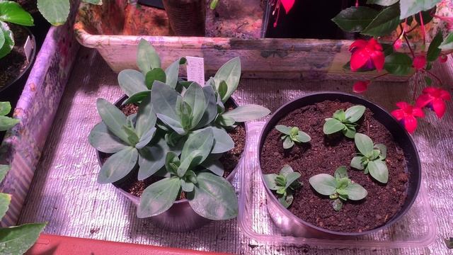 ?БЫСТРЫЙ РОСТ ЭУСТОМЫ?ПОДКОРМКИ, ОБРАБОТКИ, ПРЕПАРАТЫ ДЛЯ РОСТА ЭУСТОМЫ! смотреть онлайн