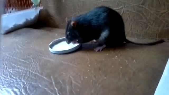 Я люблю свою семью... А вы? смотреть онлайн