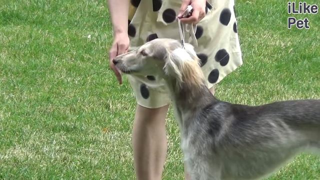 Салюки на Ilikepet. Особенности породы, уход