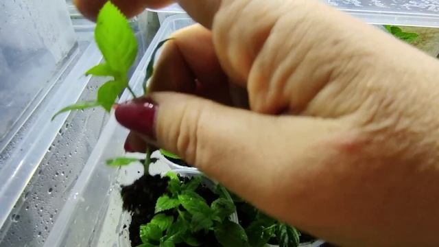 Укоренились Петит Флори,Литл Лайм Панч и др.? Черенкование гортензии зелёными черенками ? смотреть онлайн