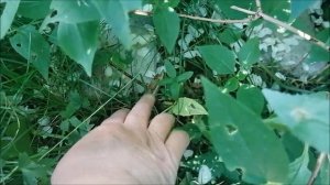 РАЗМНОЖАЕМ ЖАСМИН