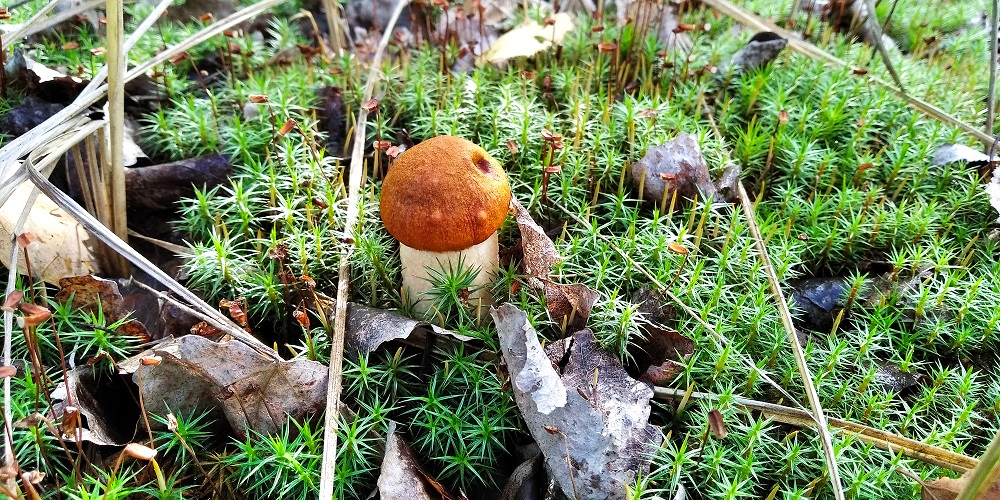 За подосиновиками с семьёй. смотреть онлайн