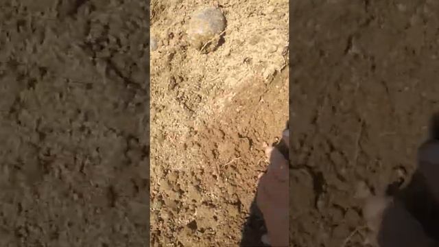 Хотите картофель без крахмала,пожалуйста,сорт фиолетовый смотреть онлайн