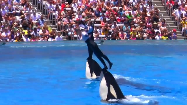 Seaworld SHAMU Killer Whale Show смотреть онлайн