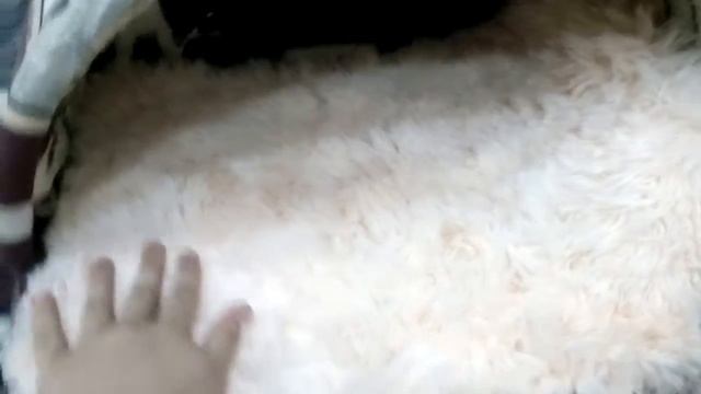 Привет всем сегодня я покажу что нужно приобрести для йорка смотреть онлайн