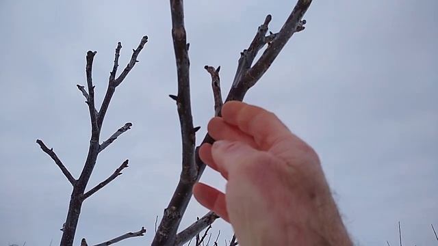 сорт грецкого ореха  Кочерженко с боковоплодным латеральным типом плодоношения