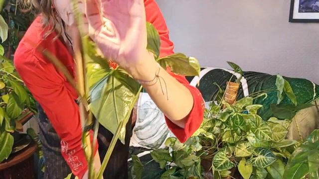 #81. Plant tour : mes SYNGONIUMS | ma collection, conseils d'entretien, bouturage... смотреть онлайн