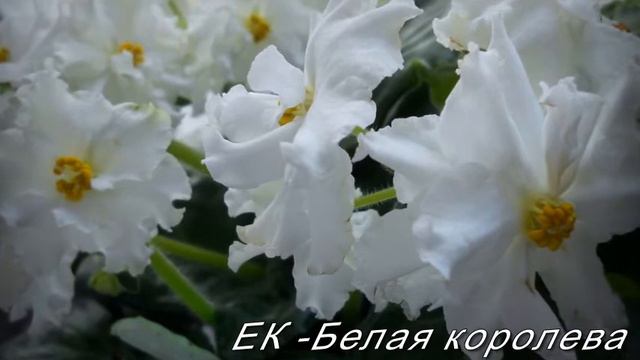 МОИ ФИАЛКИ смотреть онлайн