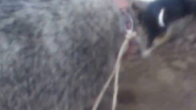 Домашний барсук смотреть онлайн